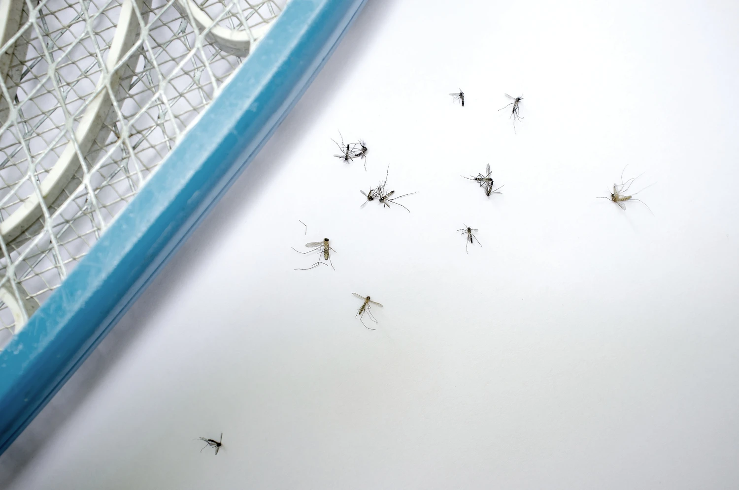 93219652_m (1) Mosquitoes